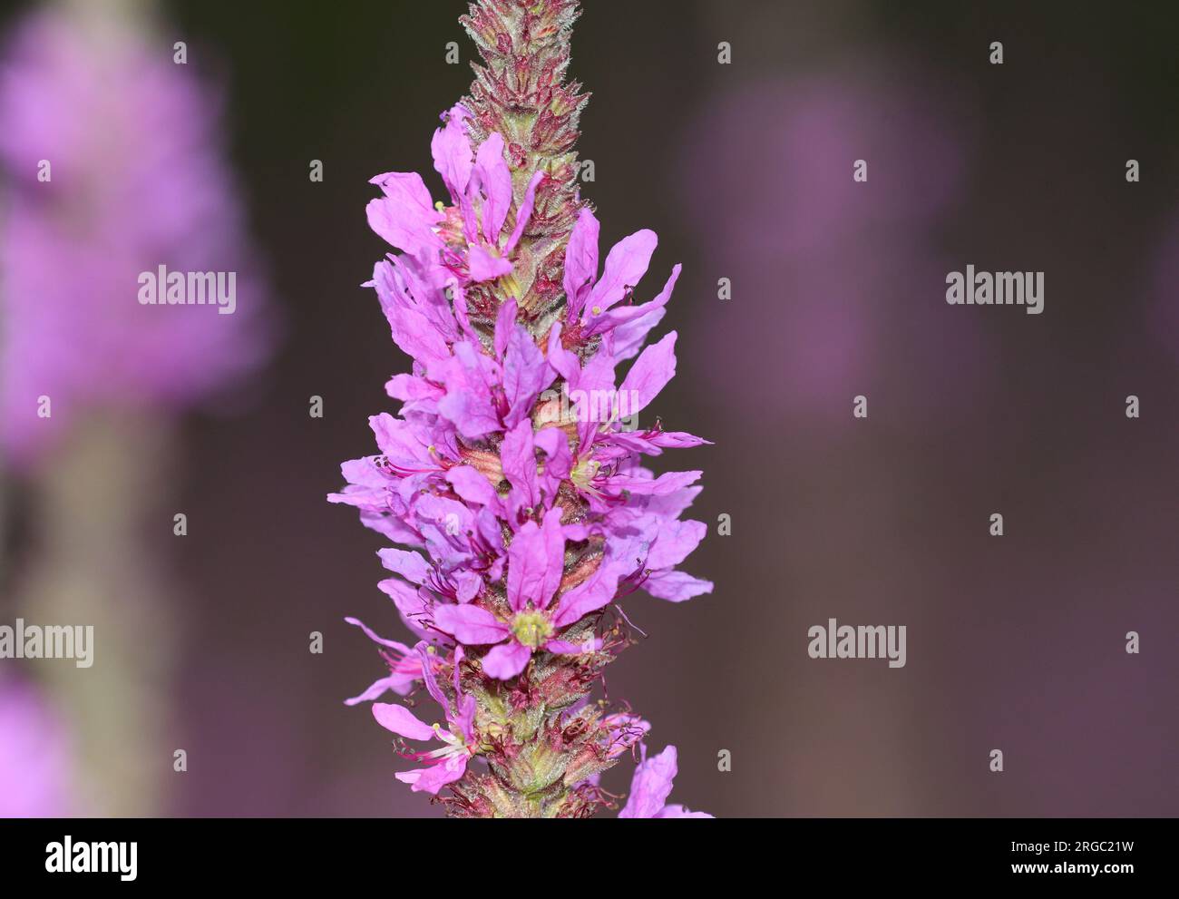 Nahaufnahme der Lythrum salicaria-Blüten Stockfoto