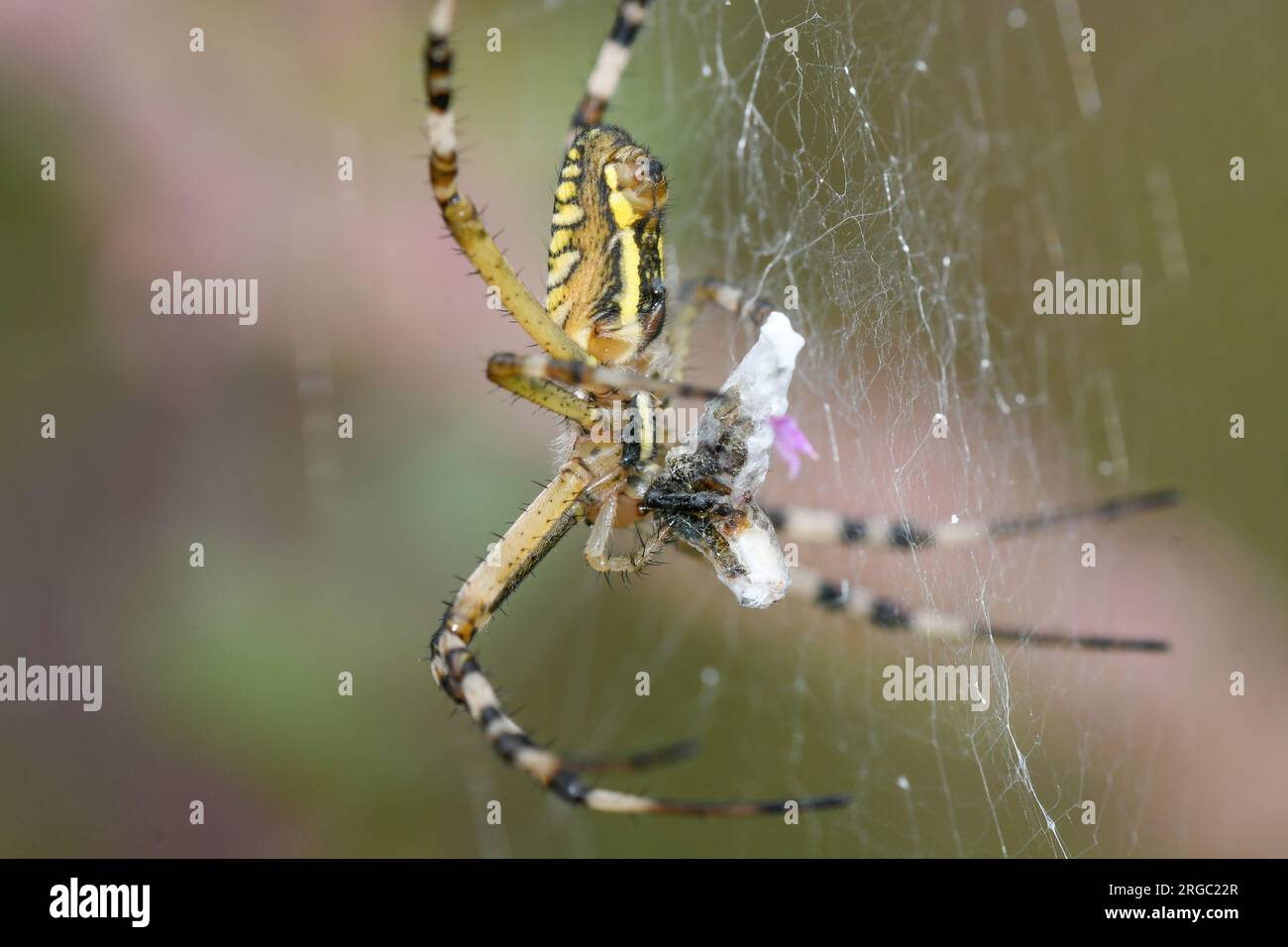 Nahaufnahme einer Tigerspinne, die einen Grashüpfer fängt Stockfoto