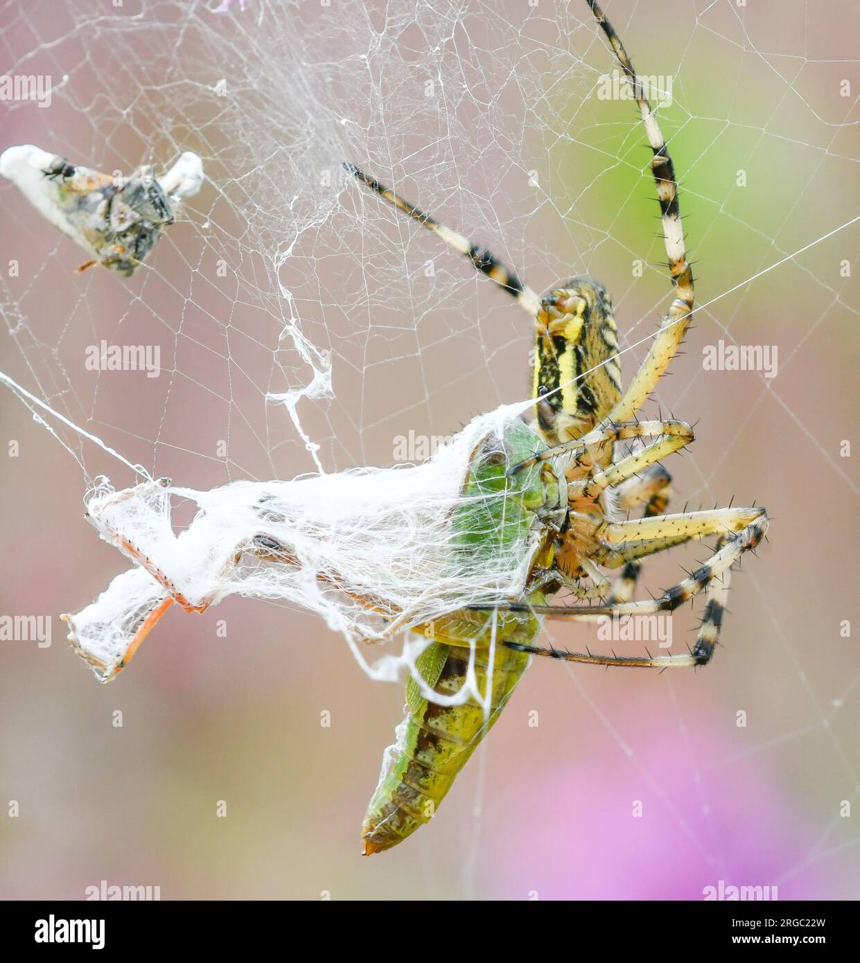 Nahaufnahme einer Tigerspinne, die einen Grashüpfer fängt Stockfoto