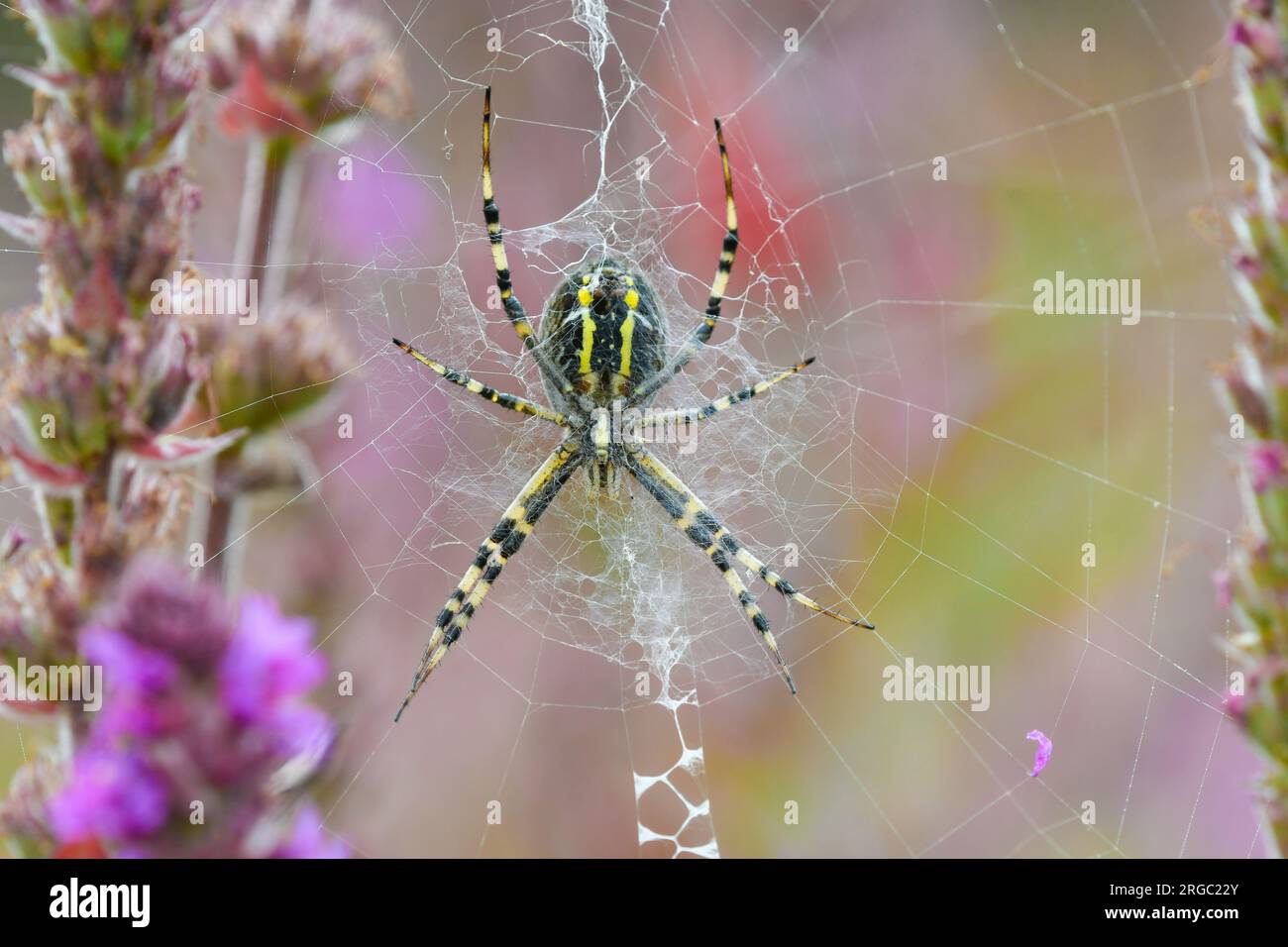 Araña tigre (Argiope bruennichi). Las hembras pueden llegar a mas de 2 cm. Mientras que el macho a penas llega a los 6 mm. Habita en zonas sin árboles Stockfoto