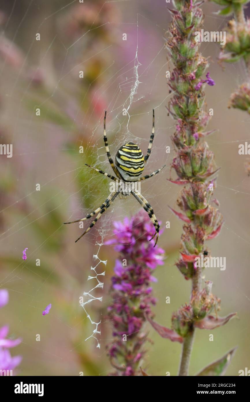 Nahaufnahme einer Tigerspinne in ihrem Netz unter Lythrum salicaria-Pflanzen Stockfoto