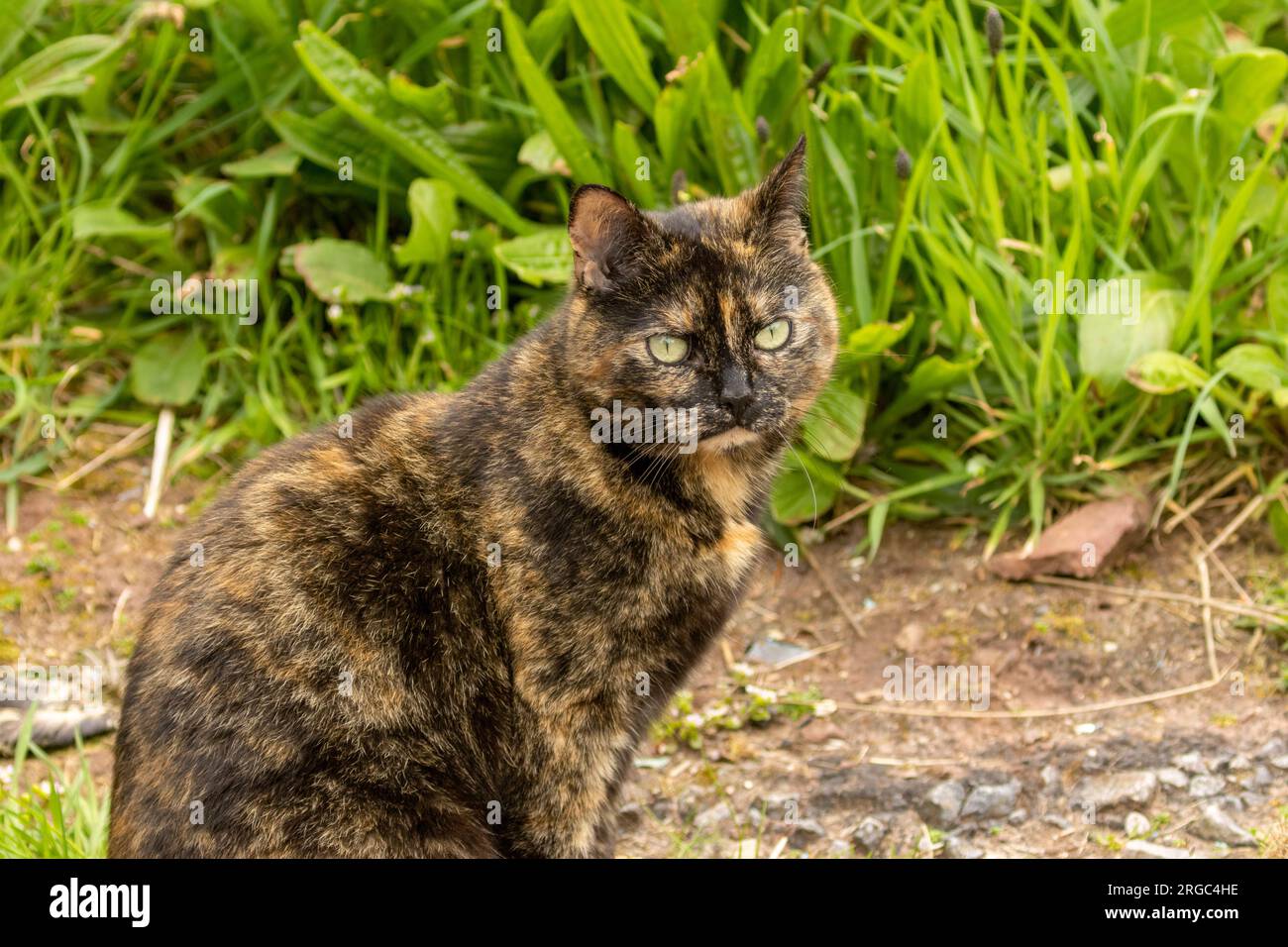 Ingwer und braune Katze mit grünen Augen Stockfoto