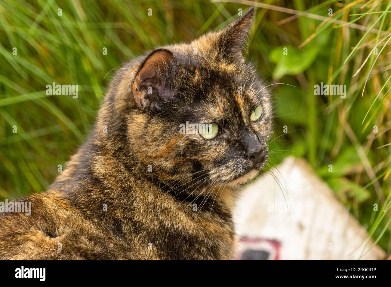 Ingwer und braune Katze mit grünen Augen Stockfoto