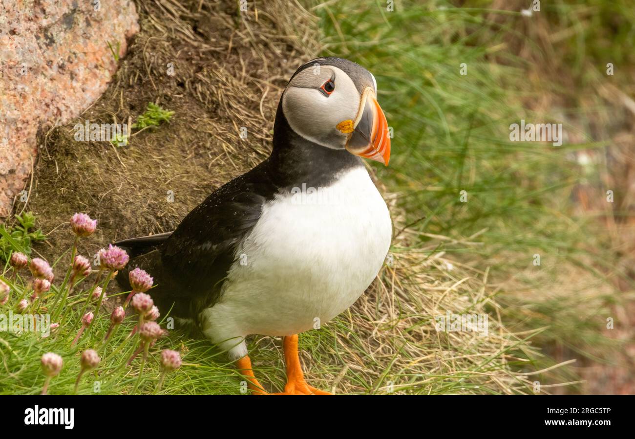 Wunderschöner Clown des Meeres, Atlantischer Papageientaucher, der im Frühjahr auf der Klippe in Seegras steht Stockfoto