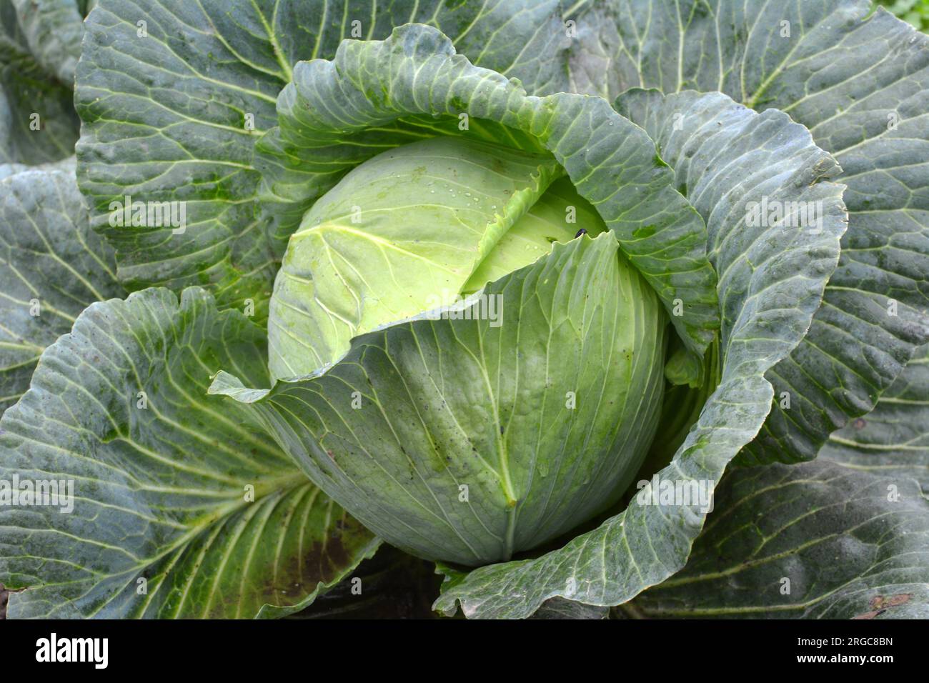 Kohl wächst auf dem organischen offenen Boden im Garten Stockfoto