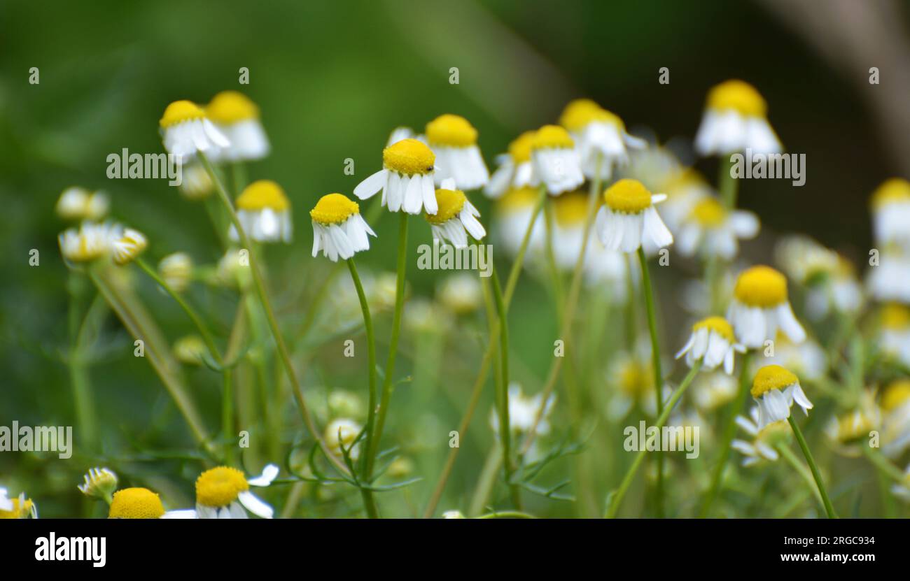 Kamillenblüten auf der Wiese inmitten von Wildgräsern Stockfoto