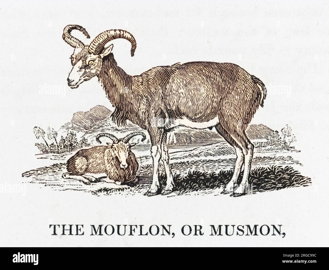 Linnaeus betrachtete das Mouflon als Ziege (Capra ammon), ist aber mittlerweile als Schaf eingestuft, tatsächlich das kleinste wilde Schaf und Vorfahren aller Hausrassen. Stockfoto