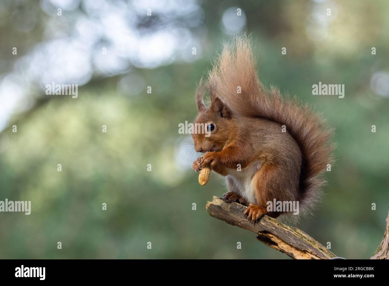 Niedliches, kleines schottisches Eichhörnchen im Wald, das eine Nuss isst Stockfoto