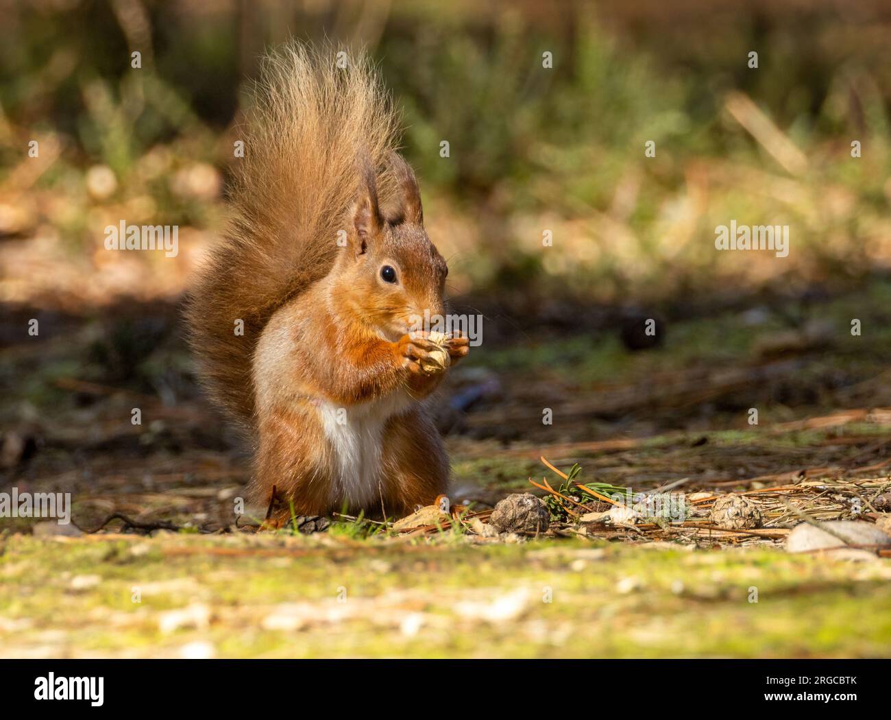 Niedliches, kleines schottisches Eichhörnchen im Wald, das eine Nuss isst Stockfoto