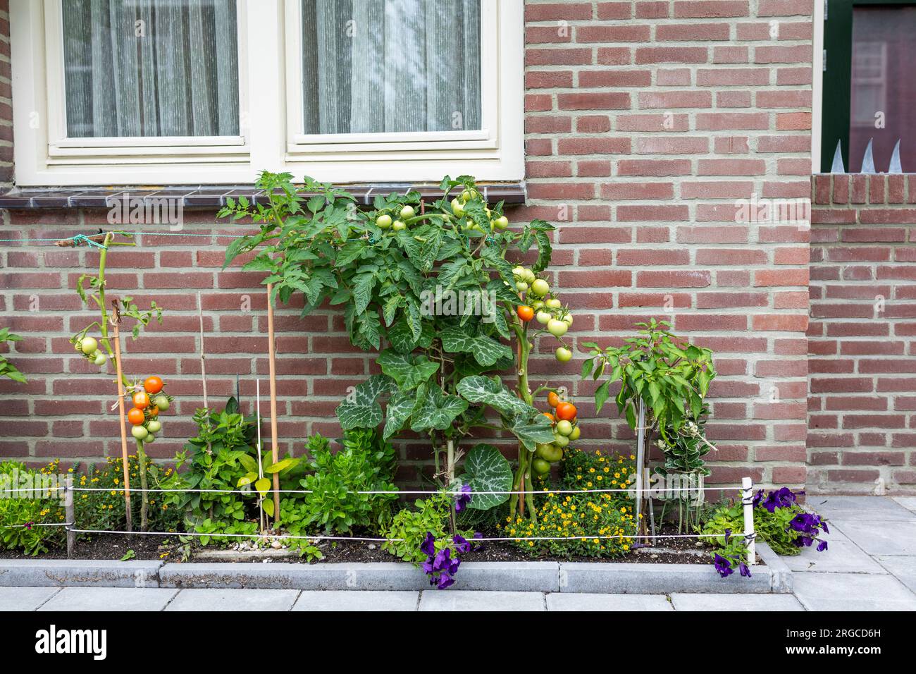 Straßengärten mit Tomaten in den Niederlanden Stockfoto