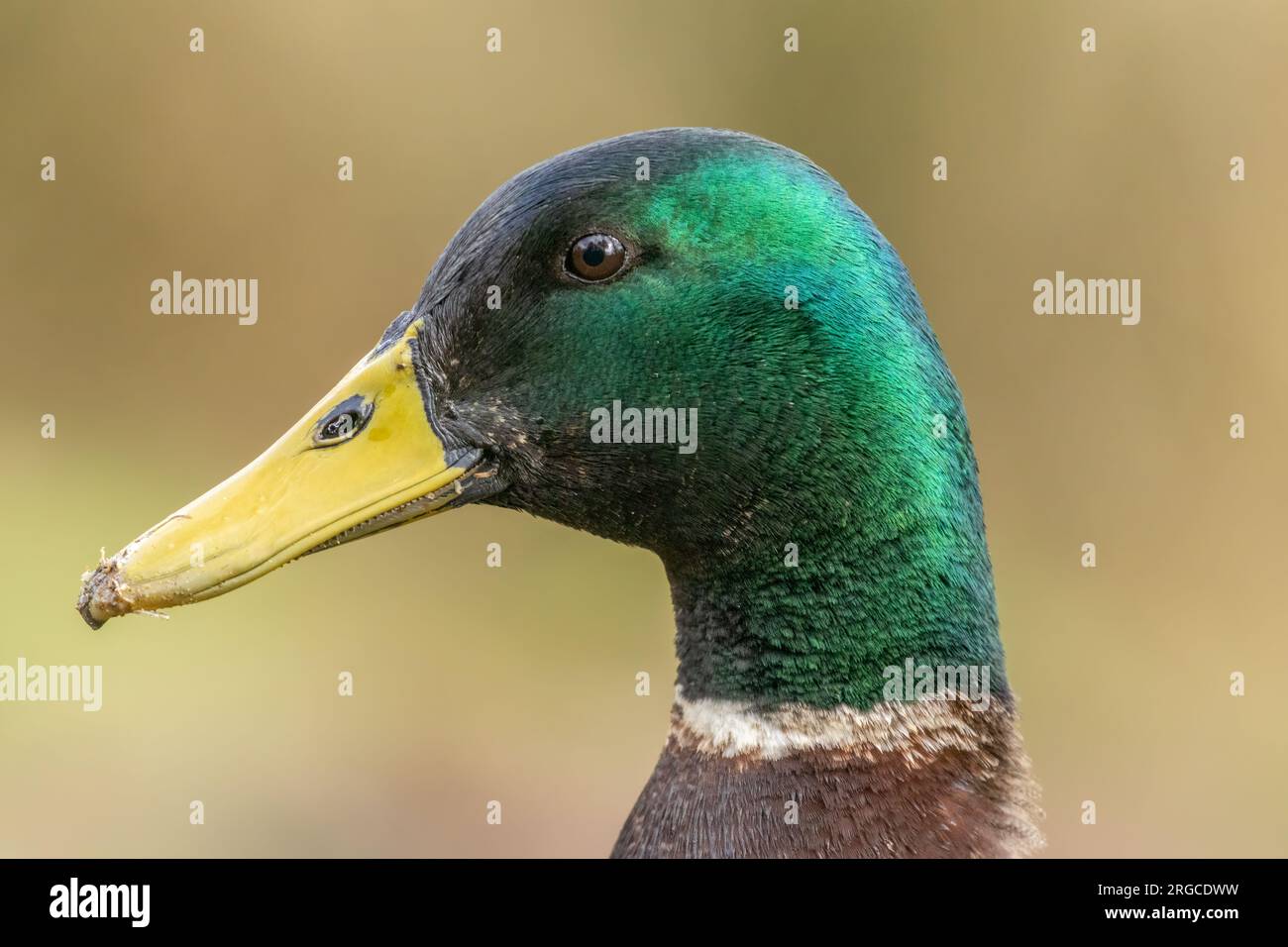 Schöne männliche Mandarinenente mit hellgrünem Kopfgefieder und gelbem Schnabel Stockfoto