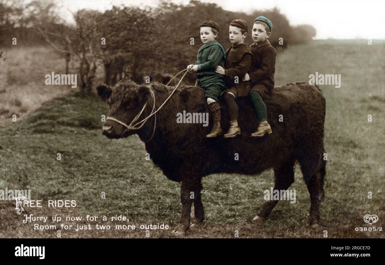 Drei kleine Jungs reiten auf dem Rücken eines Bullocks. „Free Rides – beeilen Sie sich jetzt für eine Fahrt, Platz für zwei weitere draußen.“ Stockfoto