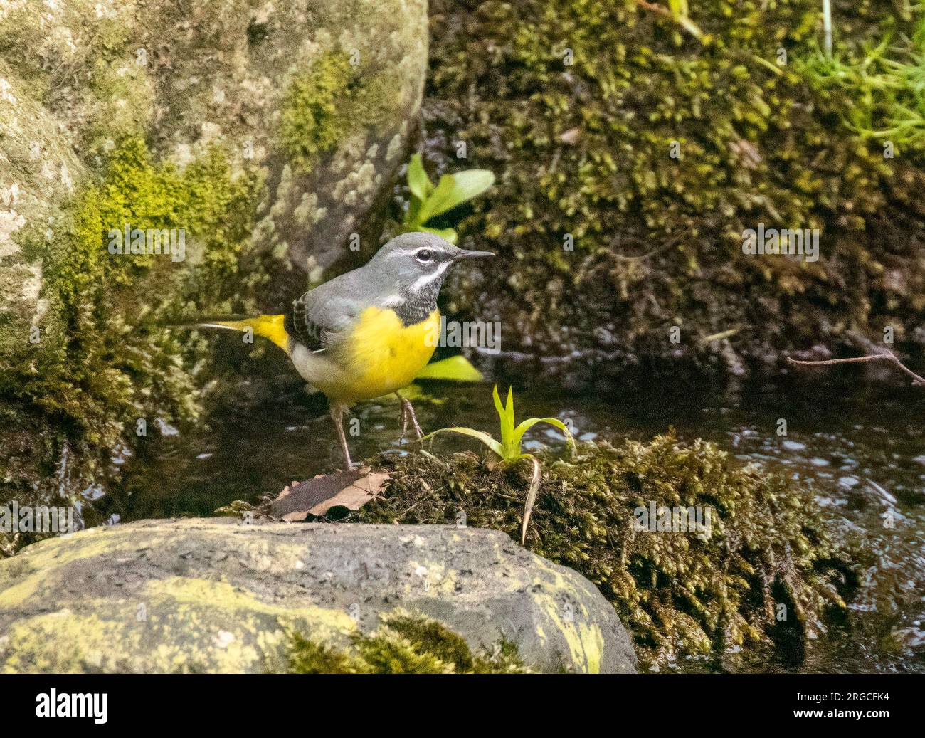 Grauer Bachstelzvogel auf Steinen am Ufer eines fließenden Flusses Stockfoto