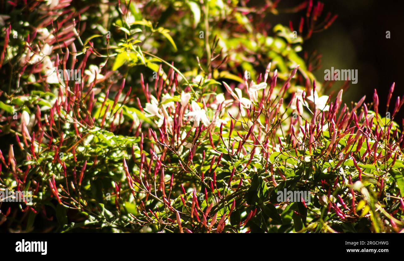 Jasminplan in voller Blüte Stockfoto
