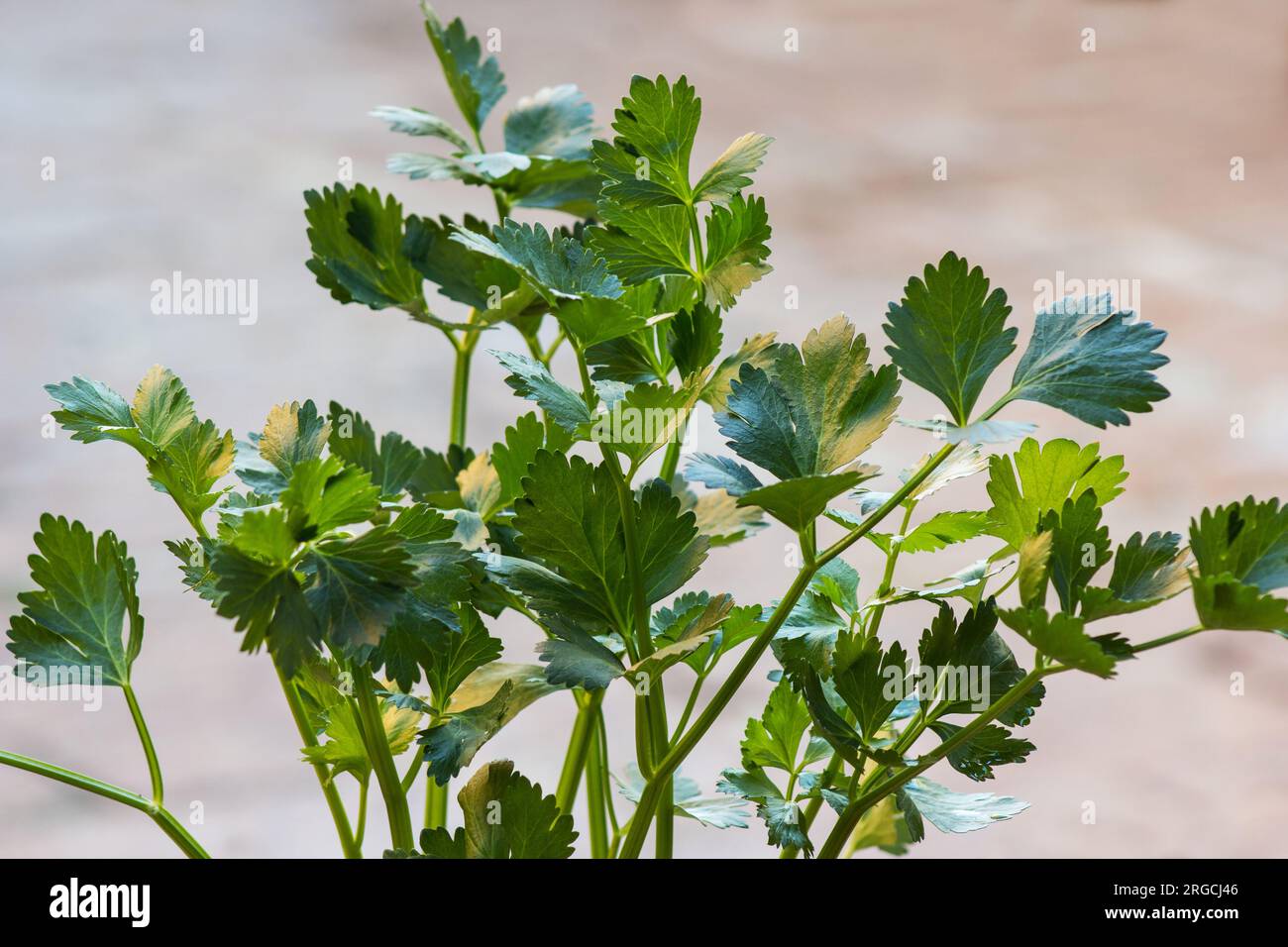 Sellerieblätter (Apium graveolens) auf neutralem Hintergrund Stockfoto