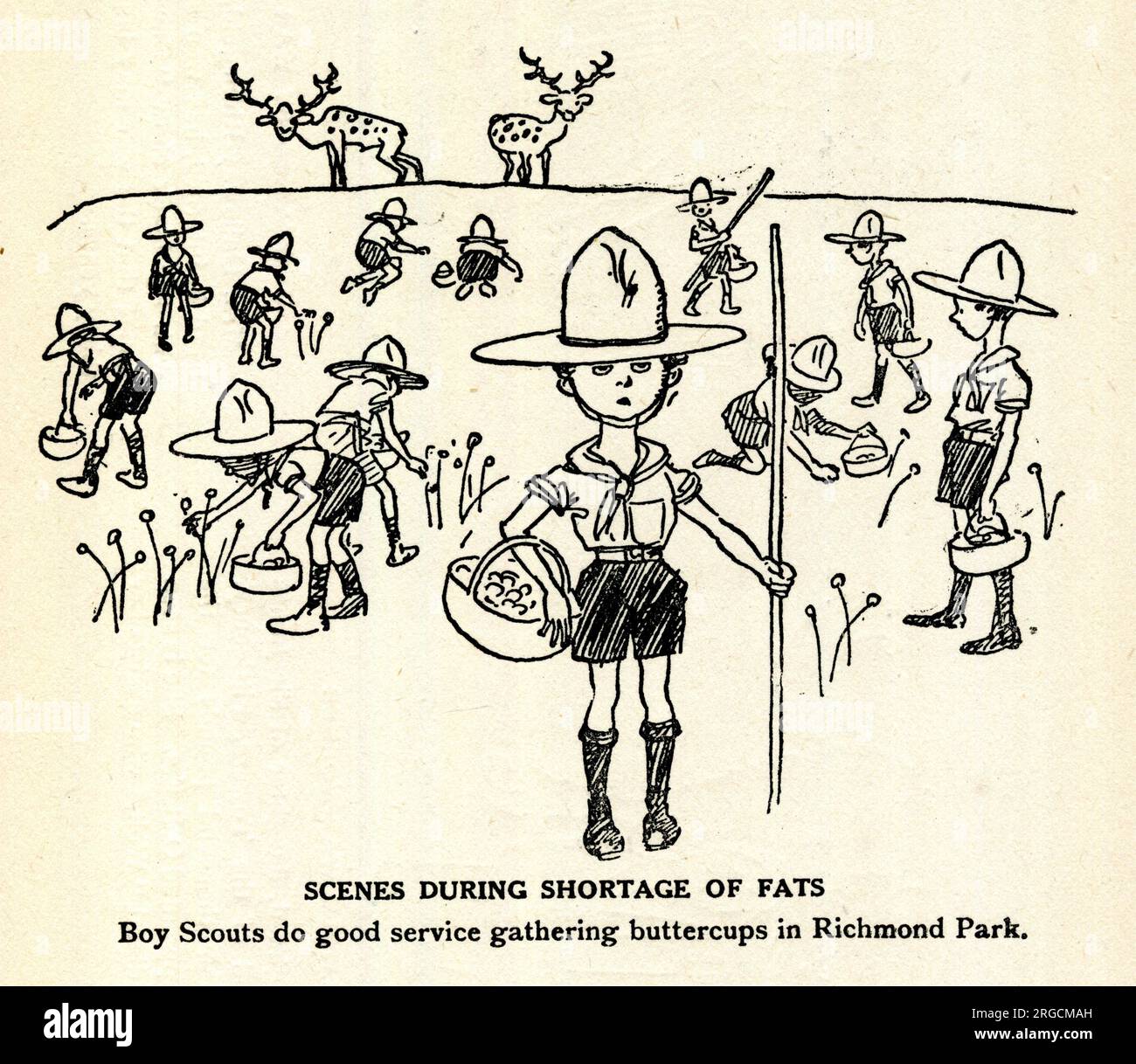 Cartoon, Szenen während der Mangel an Fats, Boy Scouts leisten gute Dienste beim Sammeln von Butterblumen im Richmond Park Stockfoto