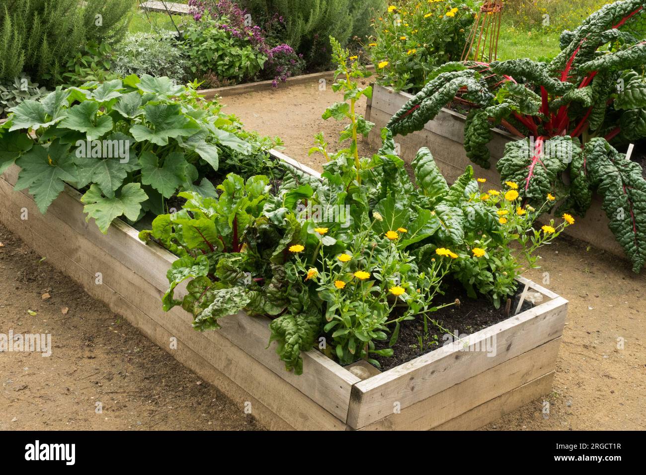 Garten, Erhöht, Bett Stockfoto