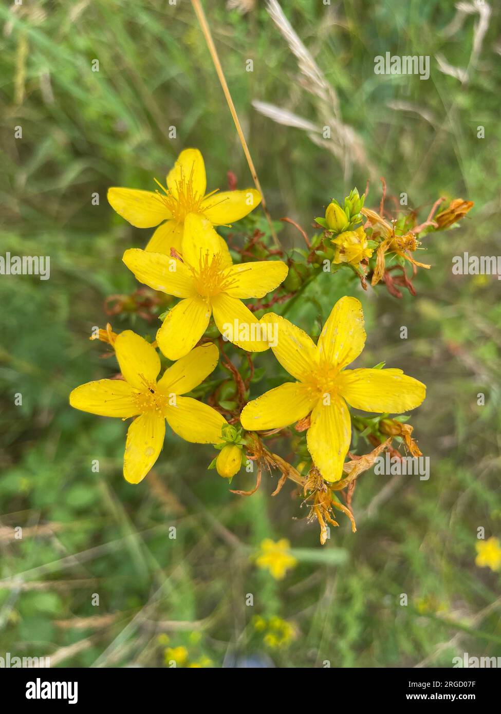 JOHANNISKRAUT Hypericum PERFORATUM Foto: Tony Gale Stockfoto