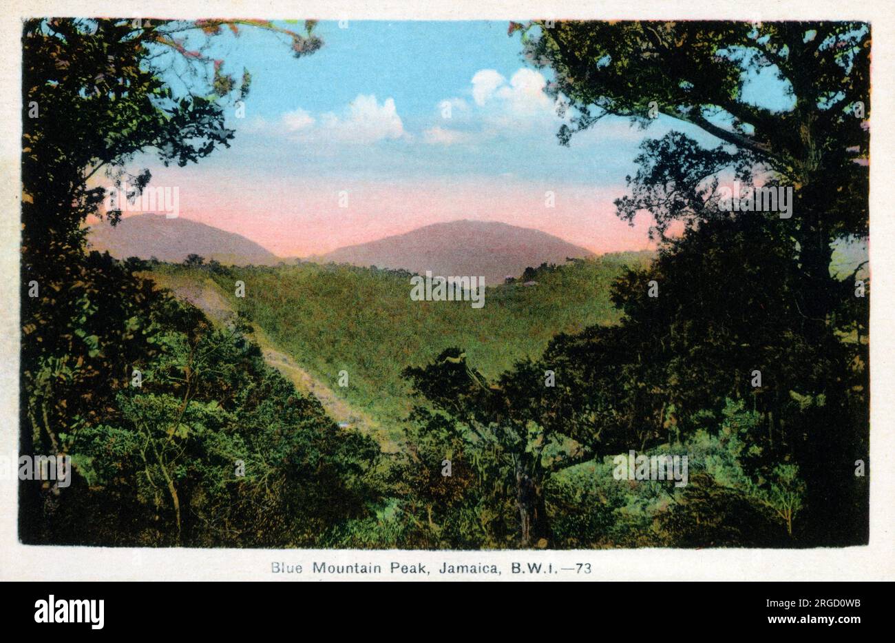 Blue Mountain Peak (der höchste Punkt der Insel), Jamaika, West Indies. Der berühmte jamaikanische Blue Mountain Coffee wird in der Region angebaut. Der Kaffee (erstmals 1728 in Jamaika eingeführt) ist eine arabische Kaffeebohnensorte, die Typica heißt und aus dem Südwesten Äthiopiens stammt. Stockfoto