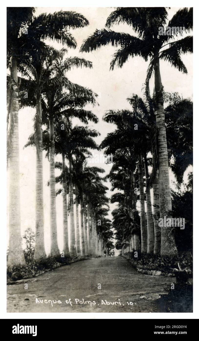 Ghana, Westafrika - Avenue of Palm Trees, Aburi Stockfoto