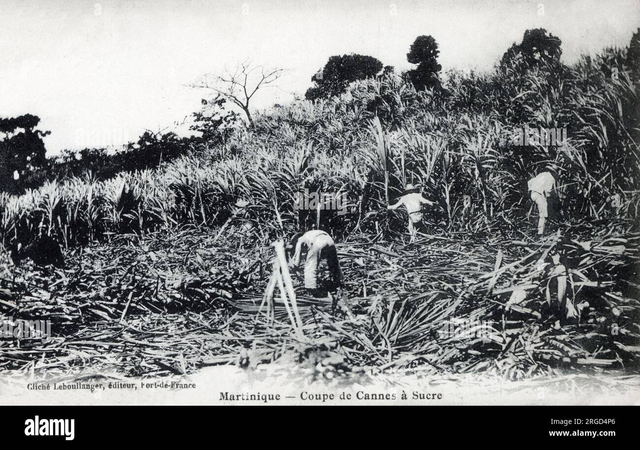 Martinique - Zuckerrohr Schneiden. Stockfoto