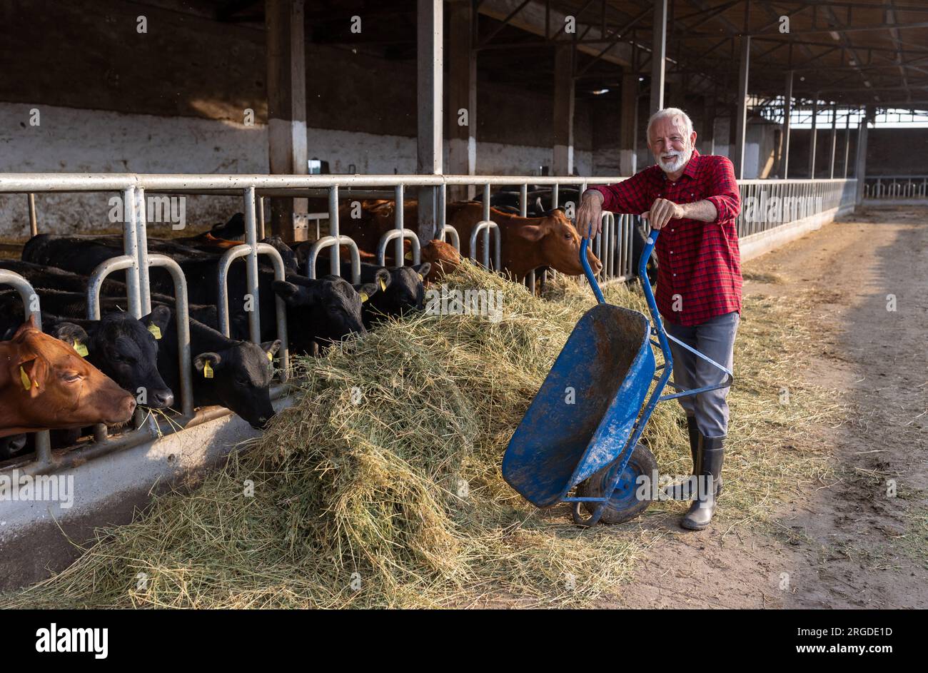 Reifer Landwirt, der sich an die Schubkarre lehnt, nachdem er Kühe mit Heu und luzern im Betrieb gefüttert hat Stockfoto