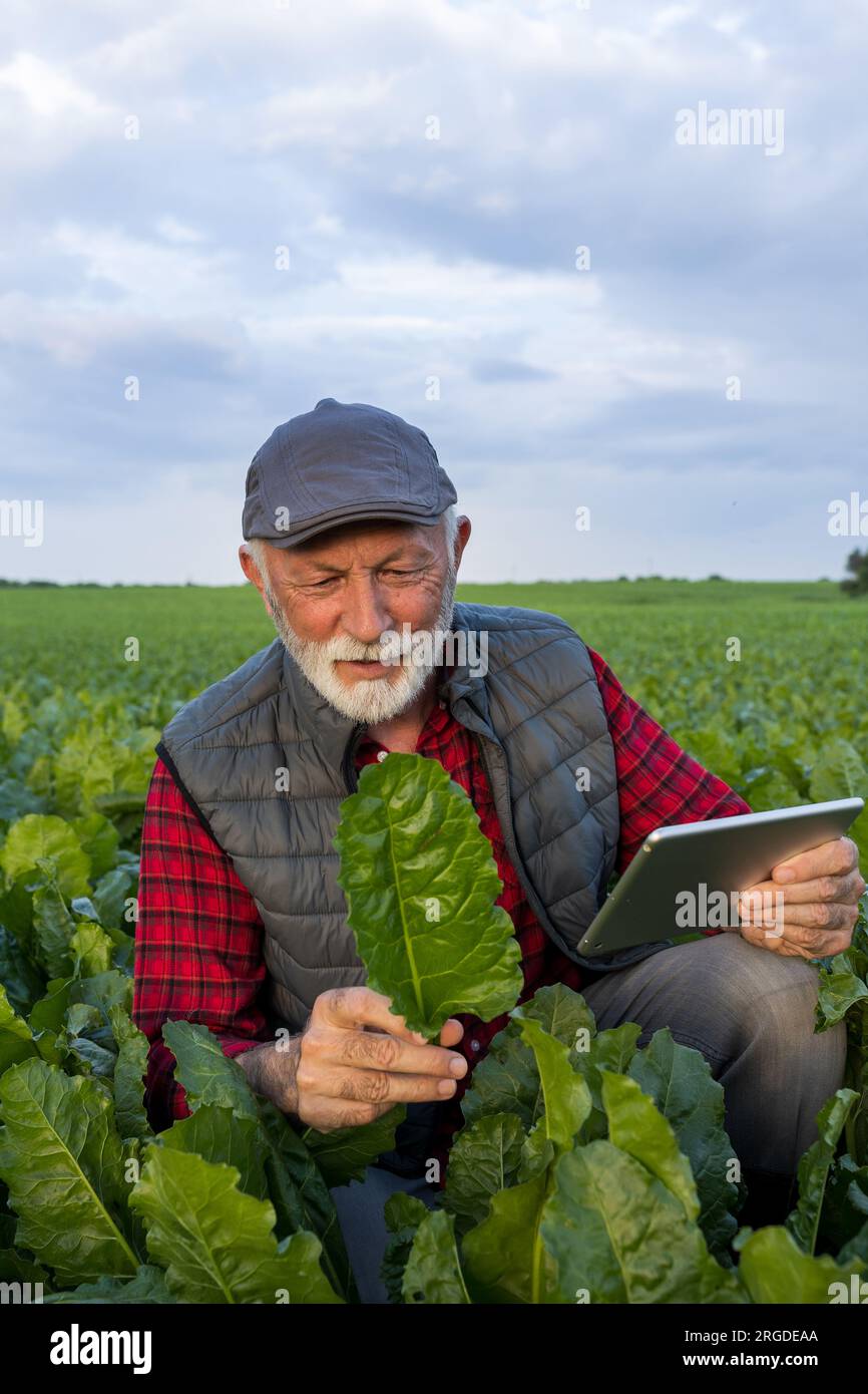 Seniorenbauer, der im Frühjahr Zuckerrübenblätter kontrolliert und die Tablette auf dem Feld hält Stockfoto