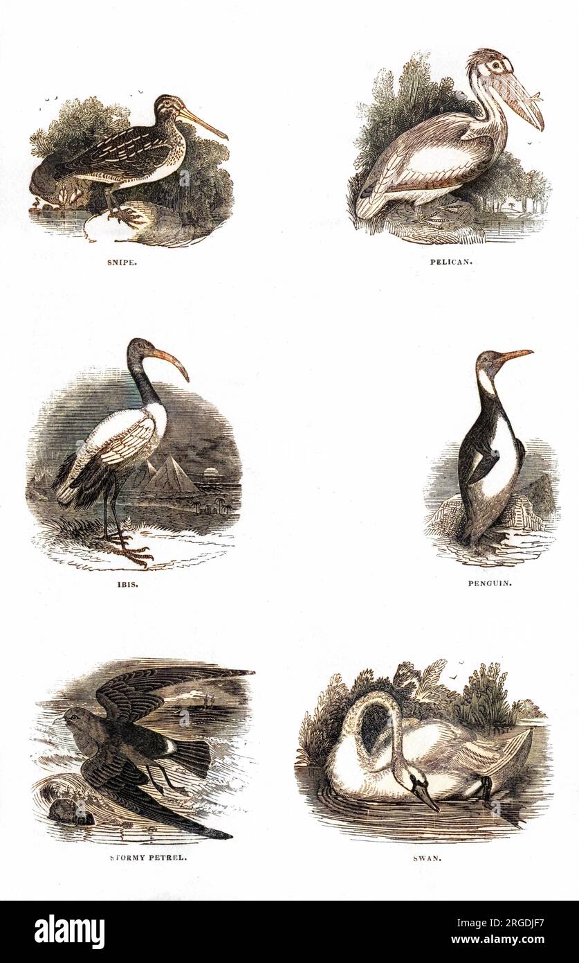Verschiedene Vögel: Ein Schnepfen, ein Pelikan mit einem Fisch im Schnabel, ein Ibis vor den Pyramiden, ein Pinguin, ein stürmisches Petrel und ein Schwan. Stockfoto