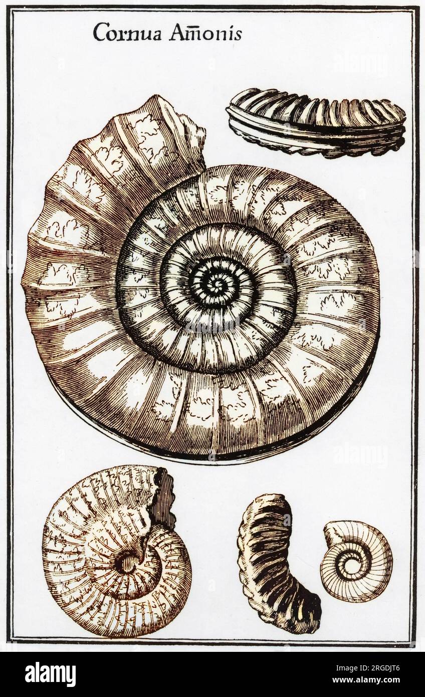 Ammonites: Versteinerte Kopffüßer. Stockfoto