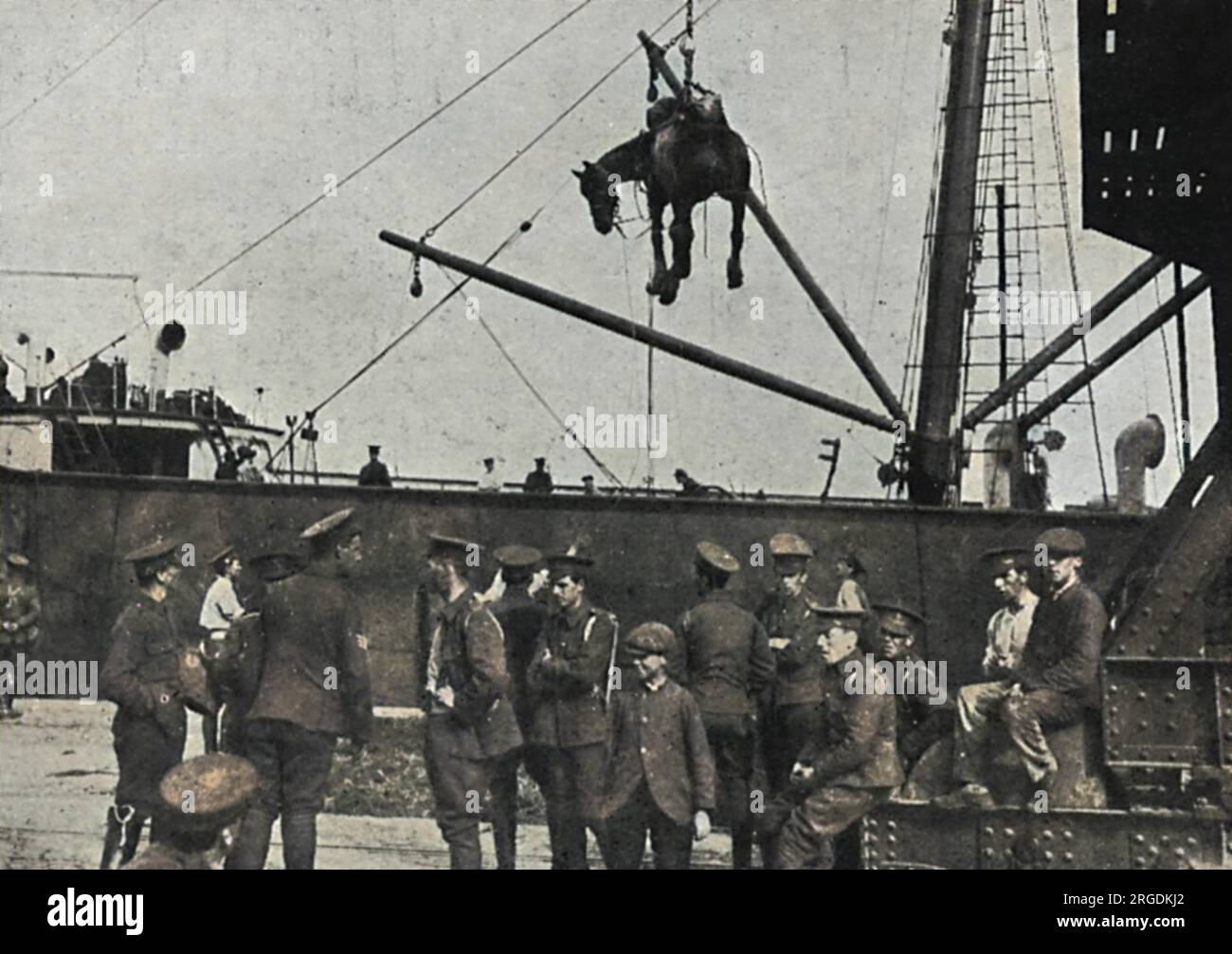 Ein Kavalleriepferd wird mit einer Schlinge vom Transportschiff zum Hafen gehoben, während die britische Expeditionstruppe in Boulogne, Frankreich, eintrifft Stockfoto