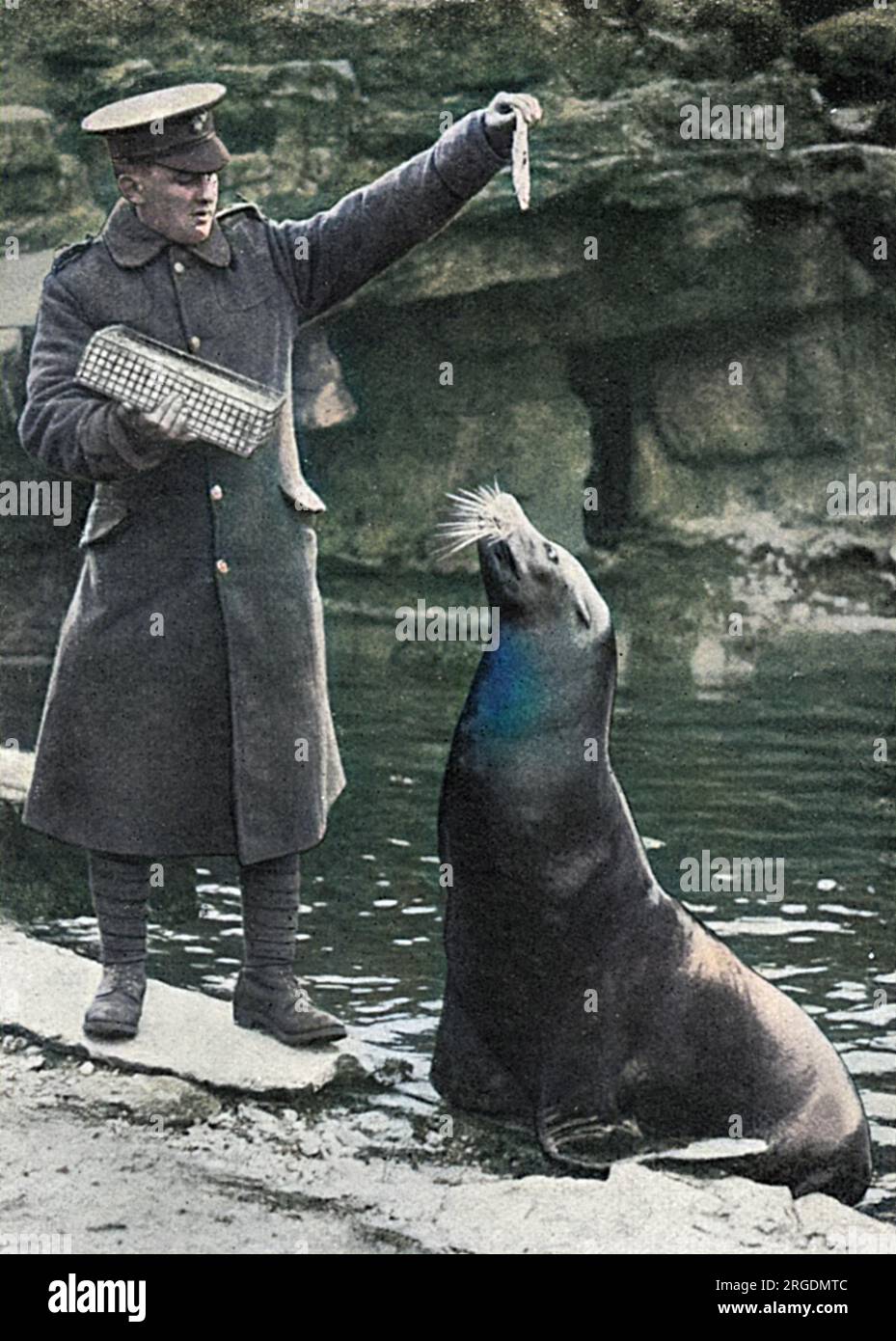 Einer der über dreißig Angestellten, Mr. Graves, von den Zoologischen Gärten in London, der sich in den ersten Monaten des Ersten Weltkriegs für die neue Armee meldete, zeigte sich in Uniform und wiederholte einen seiner früheren Anschuldigungen, bevor er zur Front ging. Stockfoto