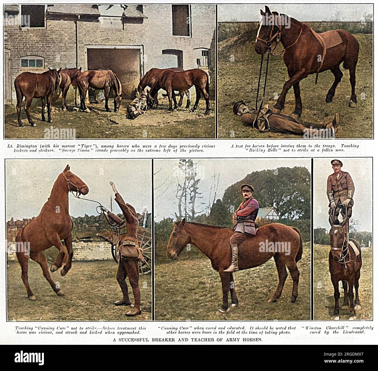LT. Mike Rimington, Ende der 37. Lancers, sah, wie er 1916 im Underdale Hall Remount Department bei Shrewsbury wilde und bösartige Pferde für die britische Armee brach. Rimington hat sich mit großem Erfolg mit den unüberwindbaren Pferden auseinandergesetzt. Zu den Pferden, die hier abgebildet sind, gehört von oben links im Uhrzeigersinn Savage Simon, dessen Bericht vom Kriegsministerium ihn als "bösartig und ziemlich unbeherrschbar" beschrieben hatte. Hat sechs Männer verletzt, einige schwer. Den Rough Rider vernichtet und den Sattel in Stücke gerissen. (Rimington wird mit seinem Hundemaskottchen Tiger gesehen). Das Foto oben rechts zeigt Rimington, wie es geht Stockfoto