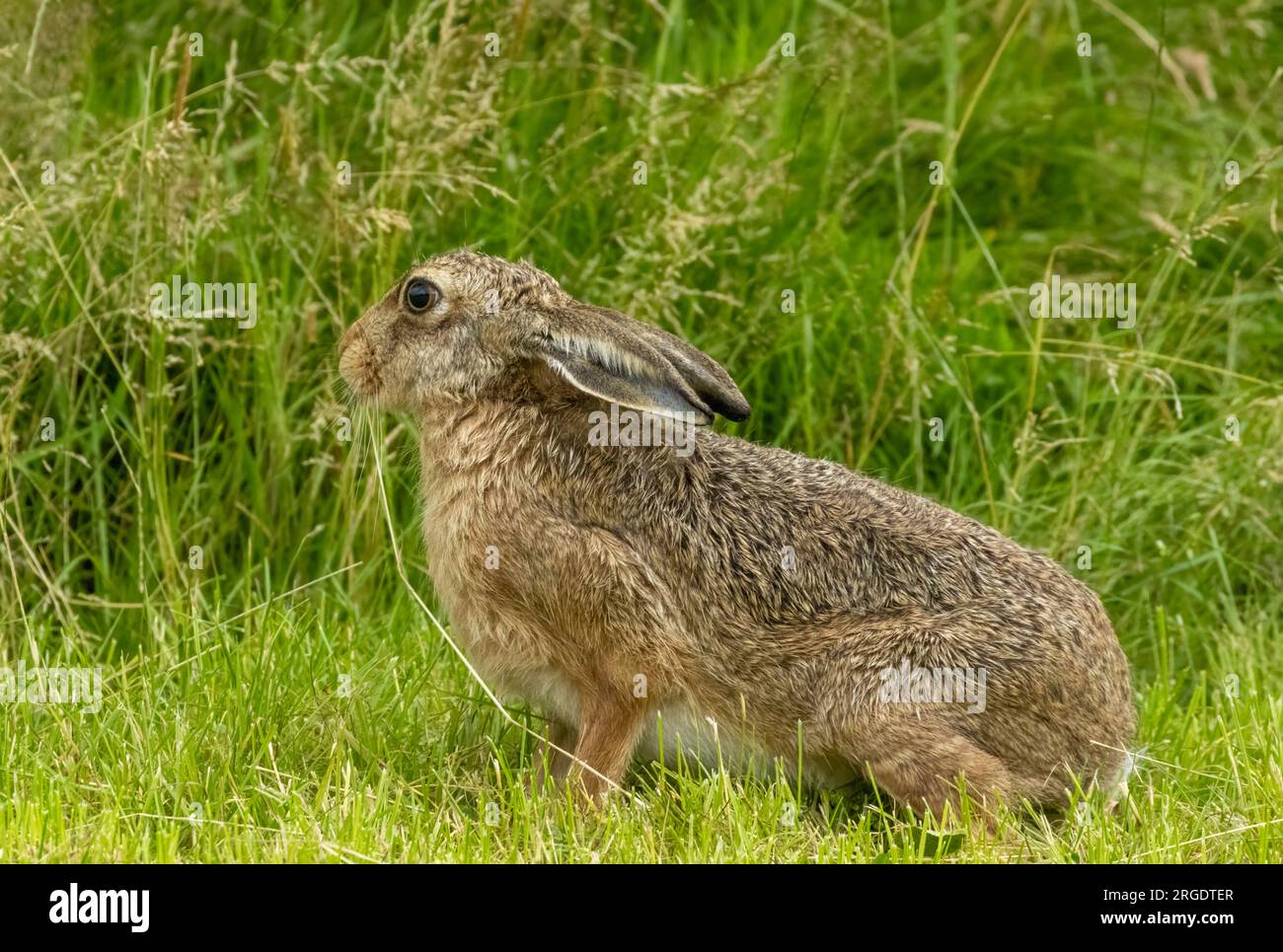 Wilder brauner Hase im Regen im langen Gras im sottlichen Hochland mit großen Ohren Stockfoto