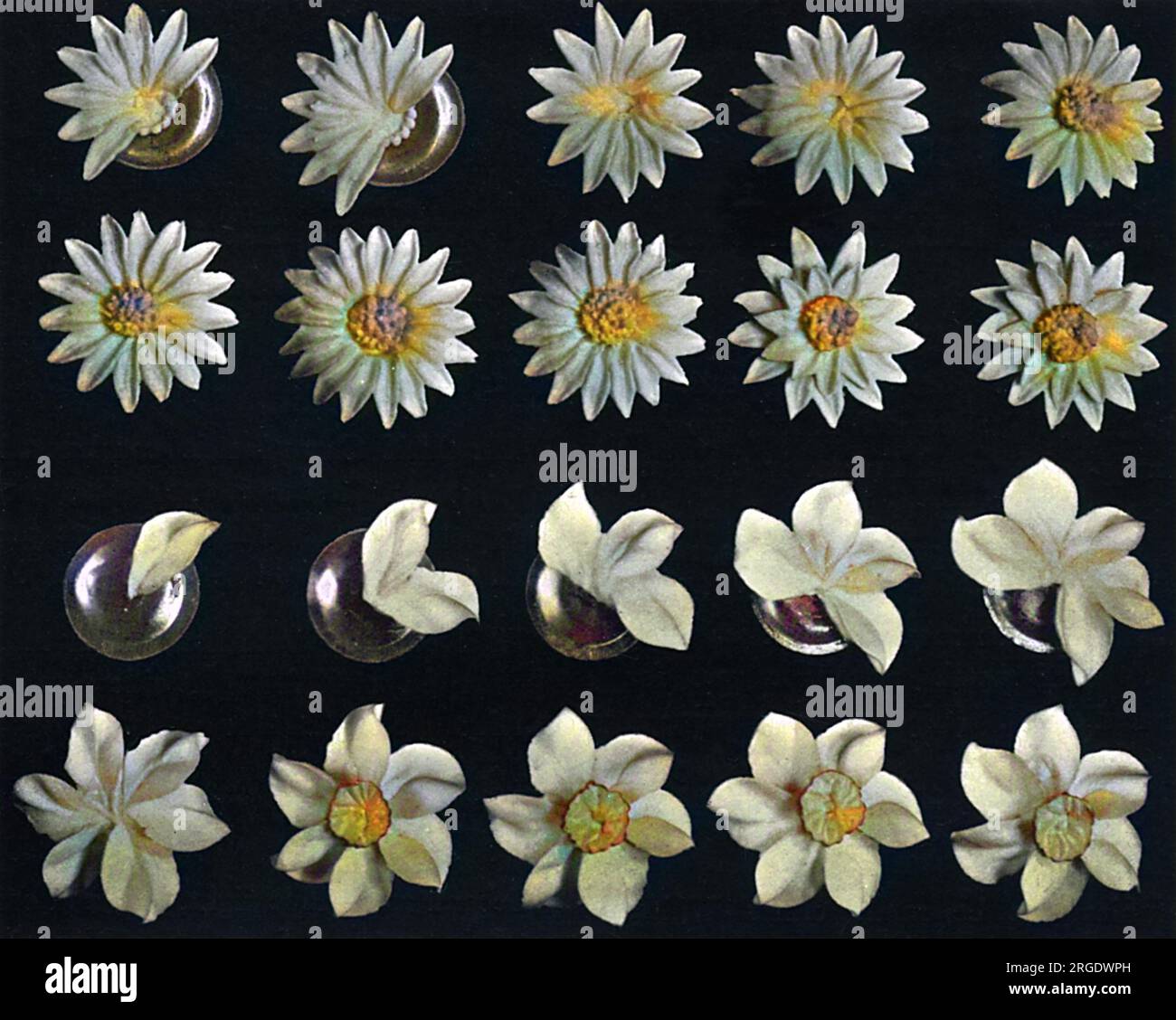 Kuchendesign, Blumenherstellung, Daisy Details, die Narzisse Stockfoto