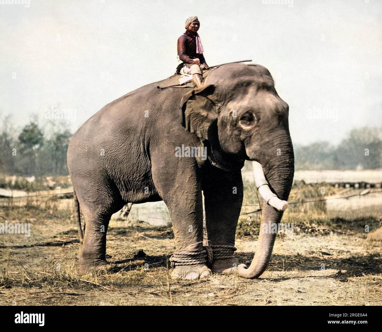 Funktionierender Elefant mit Reiter, Indien. Stockfoto