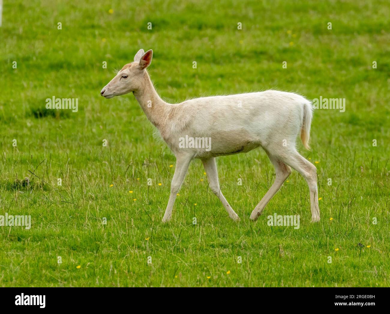 Weisshirsch, Albino-Hirsch, keine Flecken auf einem Damhirsch auf einem grünen Feld Stockfoto