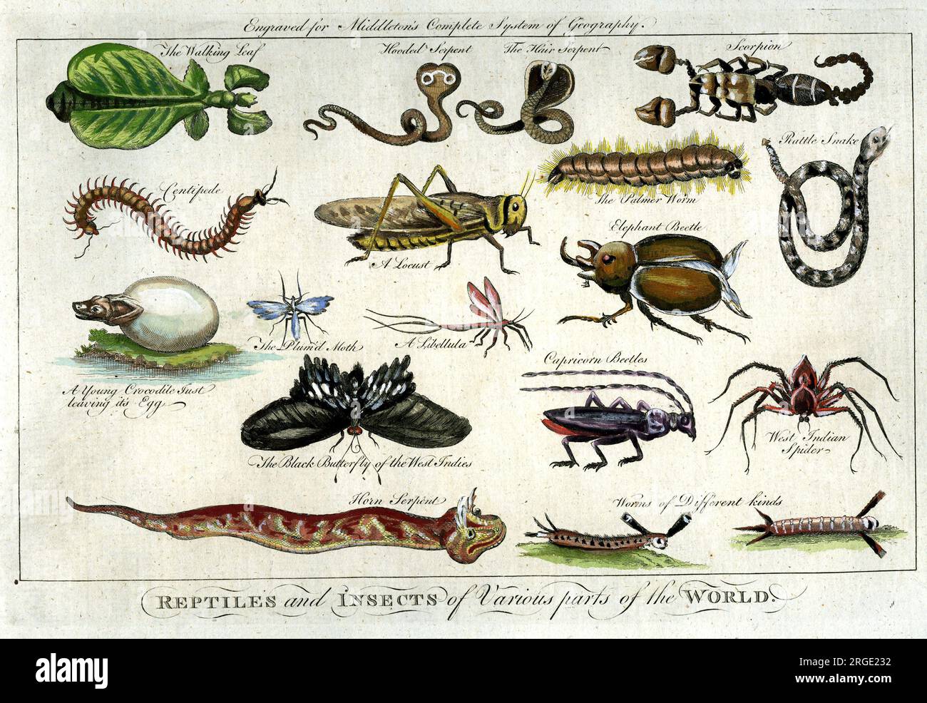 Reptilien und Insekten Stockfoto