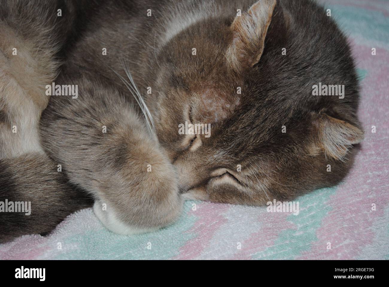 Schlafende Kätzchen Stockfoto