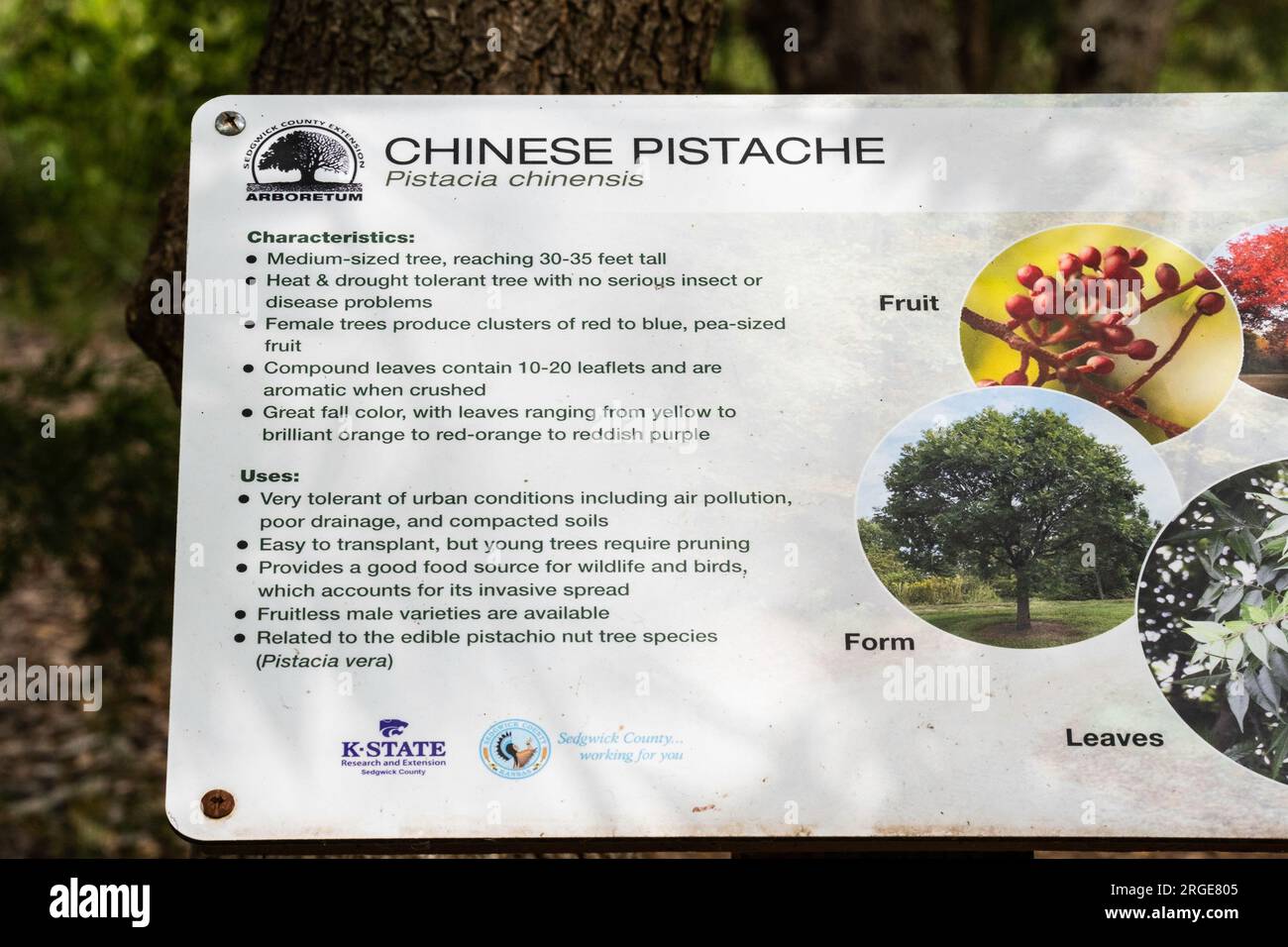 Das Identifikationsschild mit Angaben zum chinesischen Pistachenbaum, Pistacia chinensis. Kansas, USA. Stockfoto