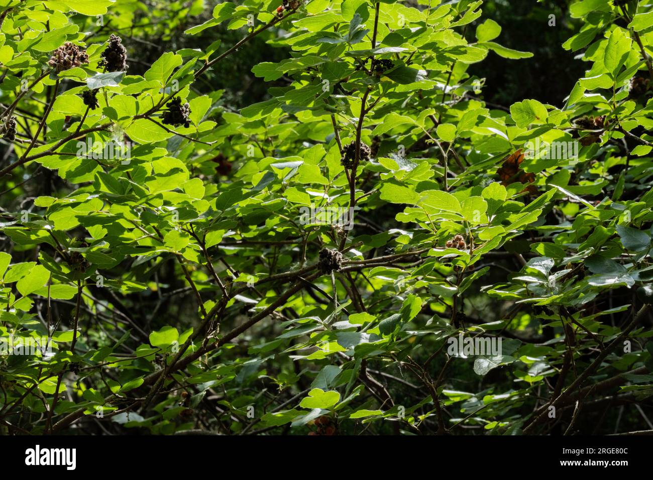 Duftsumac, Rhus aromatica, ein aromatischer Strauß, der in Wichita, Kansas, USA, angebaut wird. Stockfoto Duftsumac, Rhus aromatica, ein aromatischer Strauß, der in Wichita, Kansas, USA, angebaut wird. Stockfoto