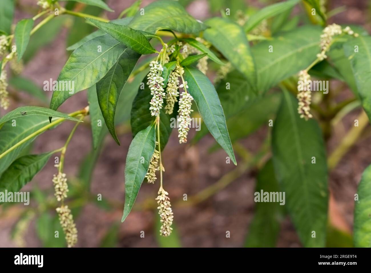 Persicaria maculosa, Damendaumen, kleine Blumen, die selektiv fokussieren Stockfoto