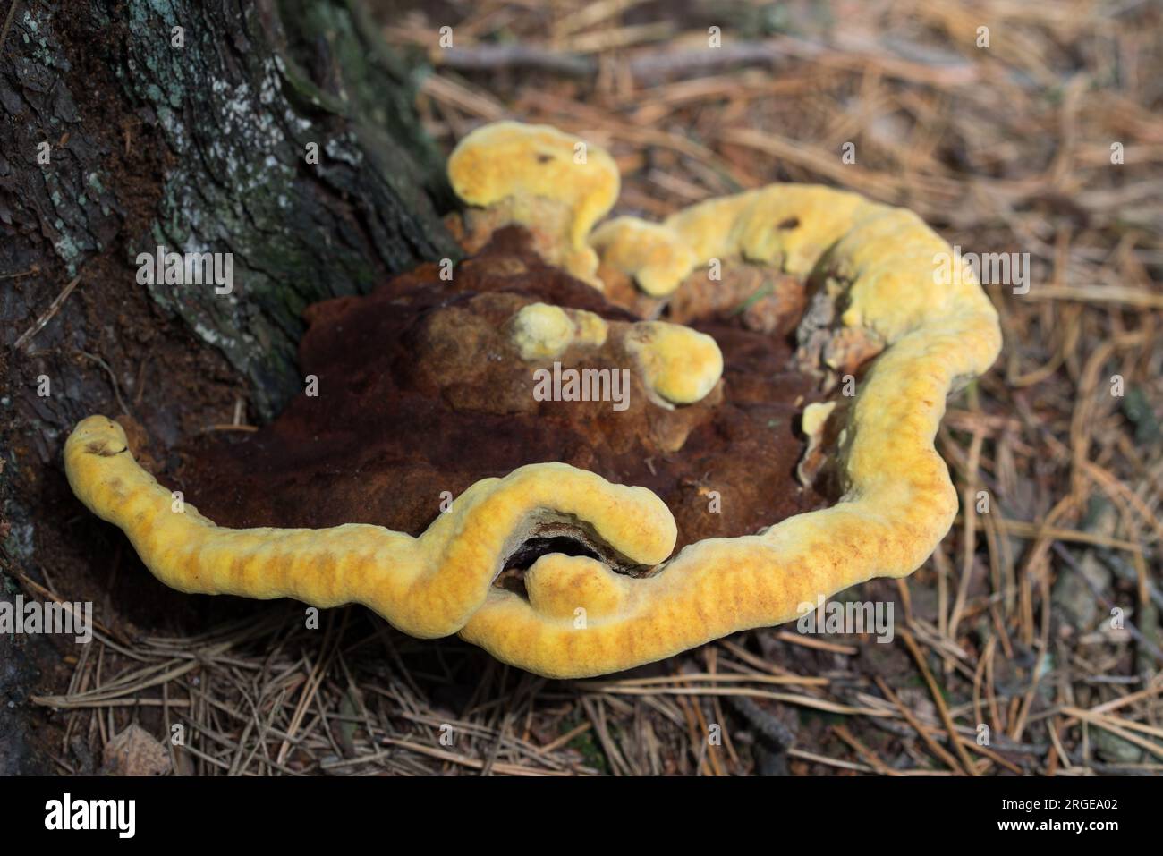 Brauner und gelber Polyporenpilz auf Baumschnitzelselektivfokus Stockfoto