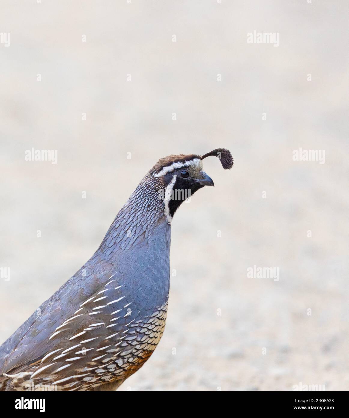 California Quail Männliches Porträt Stockfoto