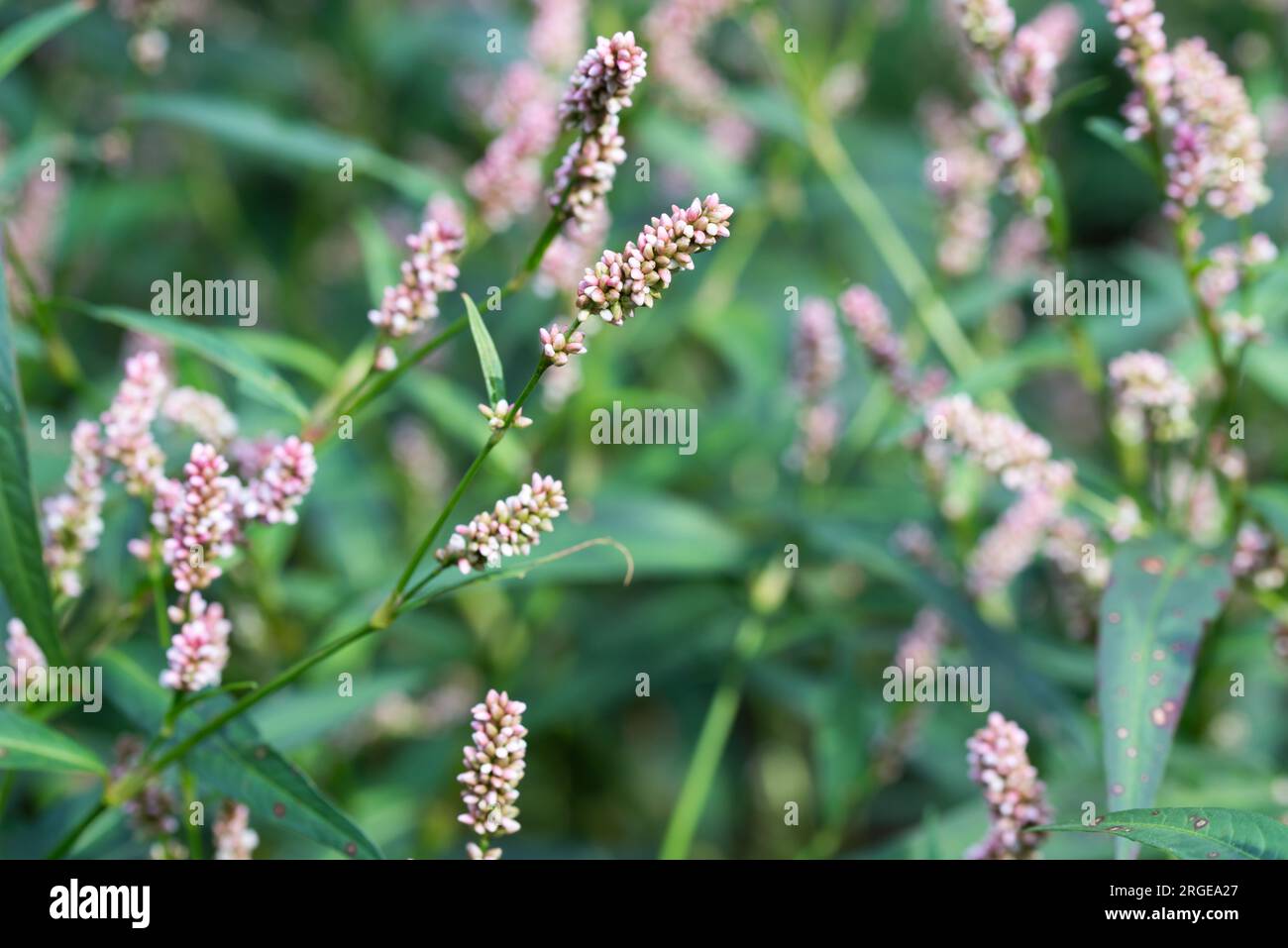 Persicaria maculosa, Damendaumen, kleine Blumen, die selektiv fokussieren Stockfoto