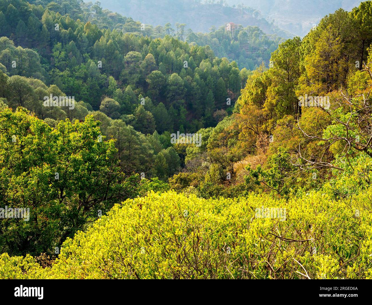 Tal, wo Jim Corbett die Tallas des Maneater Tigress in der Nähe von Tulla Kote Village in der Gegend von Tallas des erschoss, Kumaon Hills, Uttarakhand, Indien Stockfoto