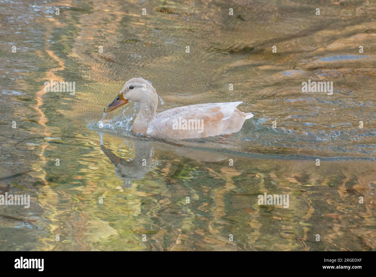 Weibliche sächsische Ente, die im Frühling in einem Fluss schwimmt Stockfoto