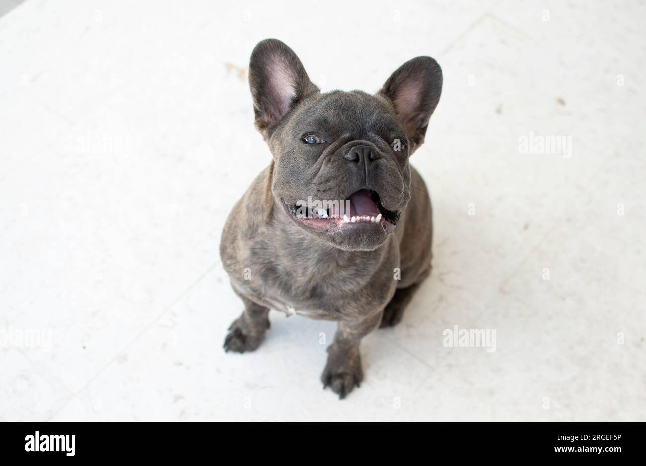 Porträt eines süßen grauen französischen Bulldogs isoliert auf weißem Hintergrund. Hund, der auf die Kamera schaut Stockfoto