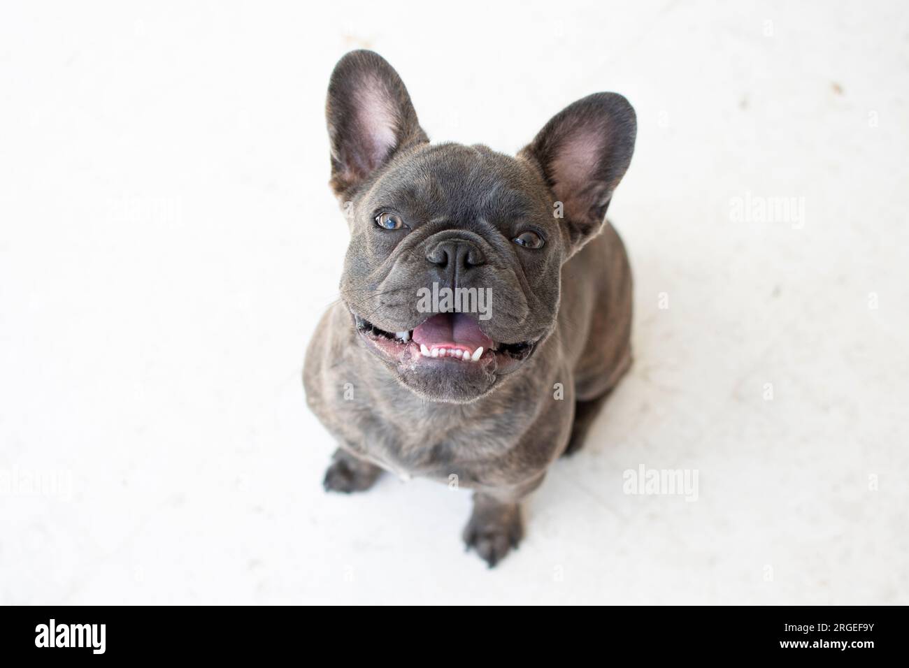 Porträt eines süßen grauen französischen Bulldogs isoliert auf weißem Hintergrund. Hund, der auf die Kamera schaut Stockfoto