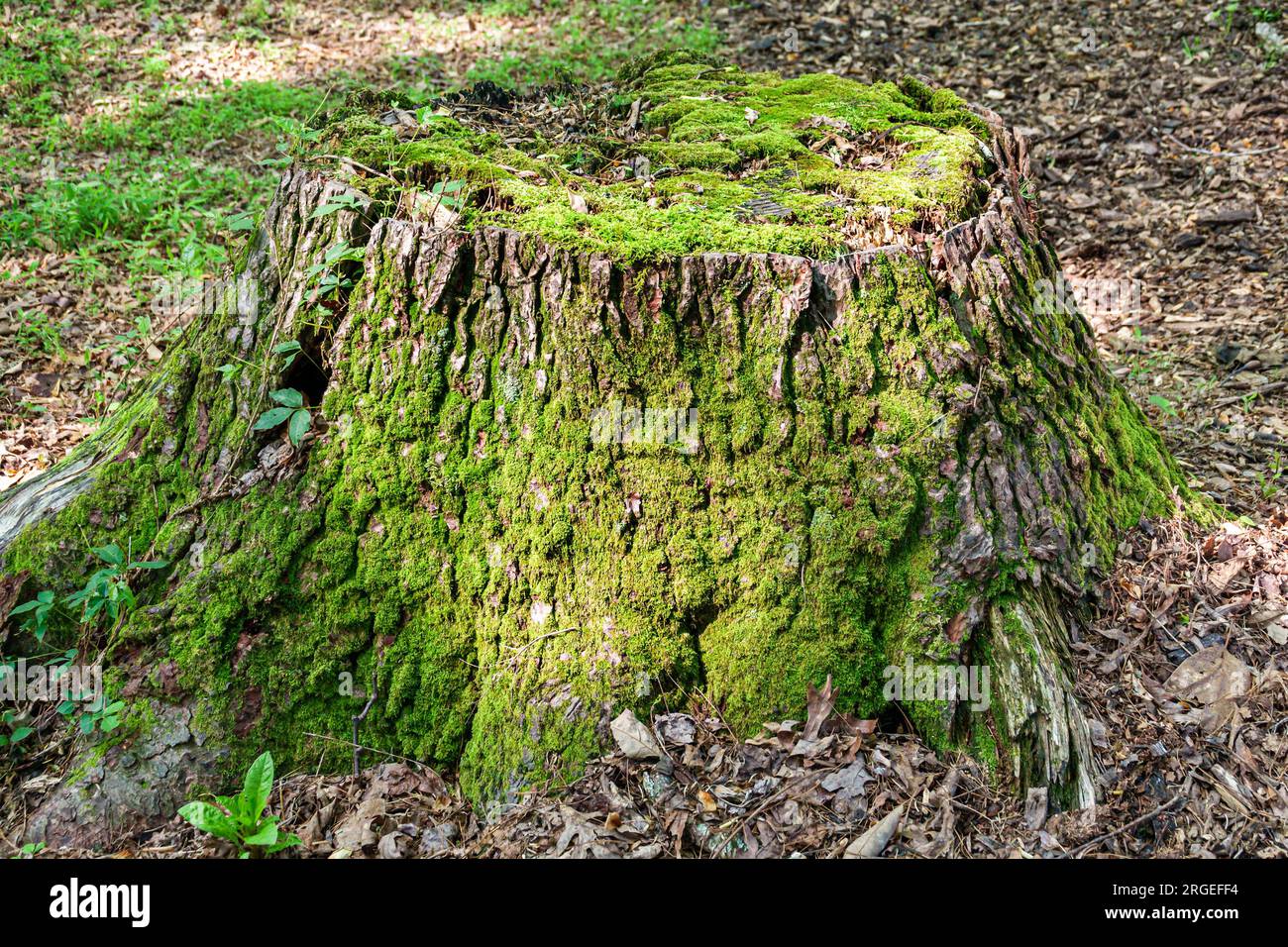 Flat Rock North Carolina, Appalachen, moosbedeckter Baumstumpf Stockfoto