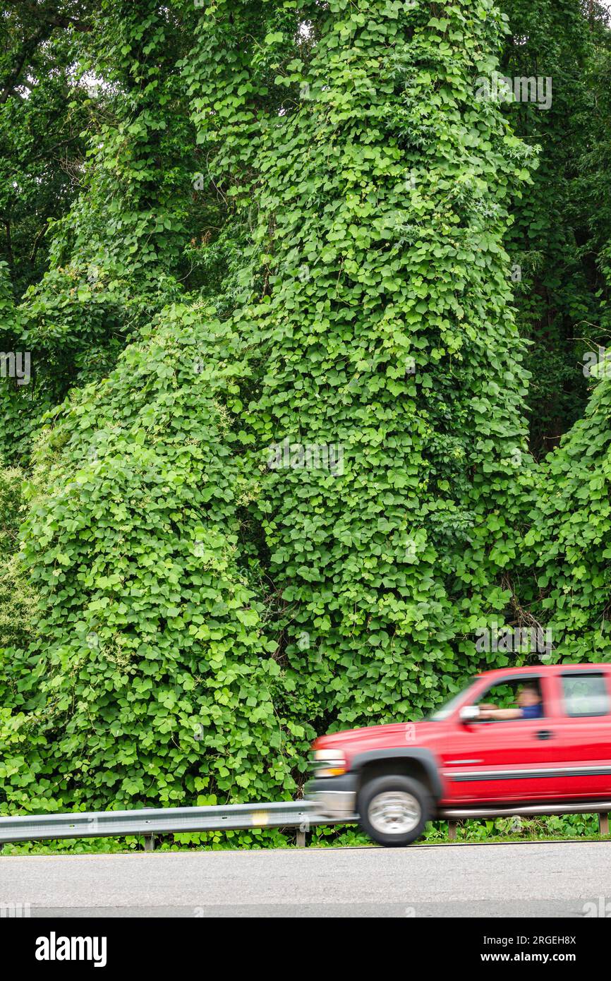 Belmont North Carolina, Kudzu Japanisch Chinesische Pfeilwurz Pueraria Fabaceae Faboideae, invasive Weinarten Stockfoto